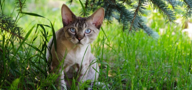 Devon Rex sitzt unter Tanne