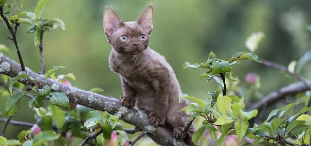 Devon Rex sitzt auf Baum