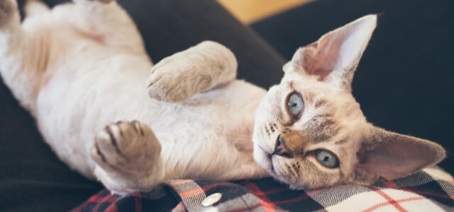 Devon Rex entspannt auf Besitzer