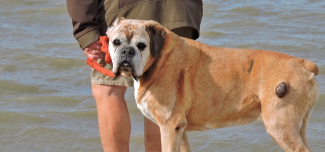 Großer Knubbel beim Hund