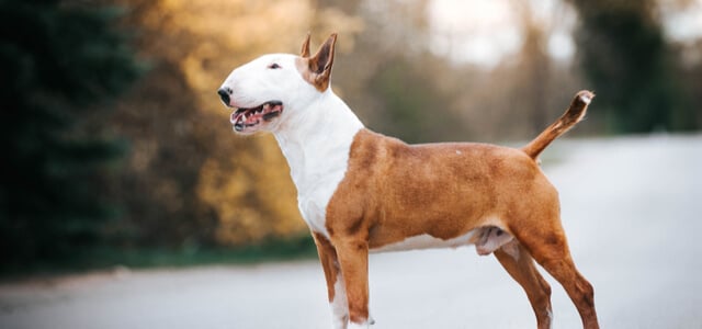 Bull Terrier im Profil