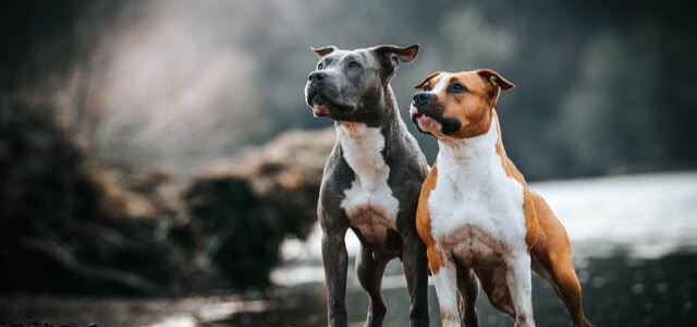 Zwei Listenhunde am Fluss