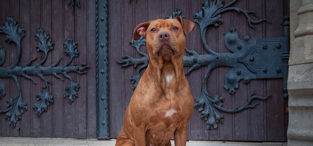 Roter Pitbull vor Tor