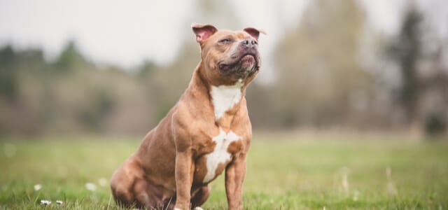 Staffordshire Bull Terrier auf Wiese