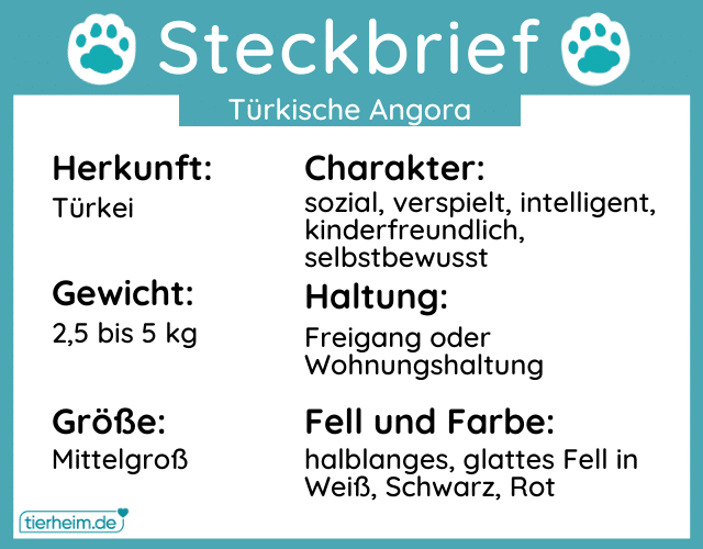 Steckbrief türkisch angora