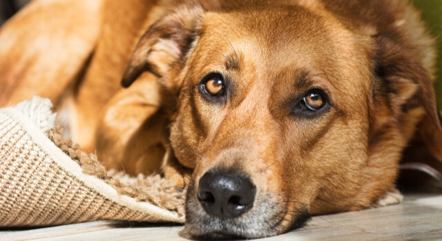 Hund mit Arthrose liegt auf Boden