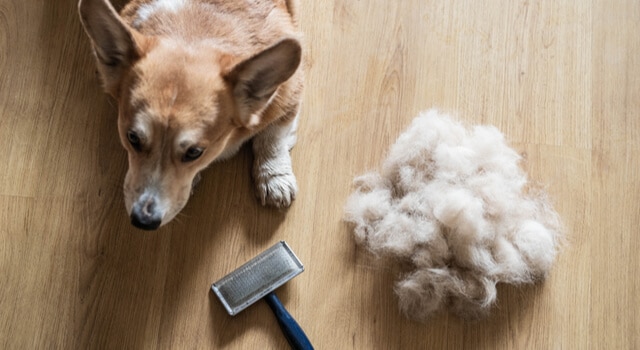 Corgi mit Büschel entfernter Haare