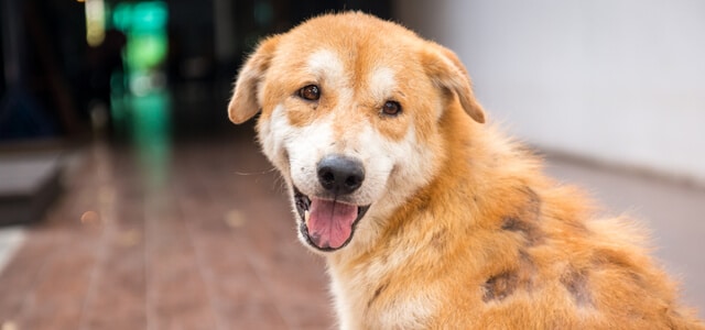 Hund mit Haarausfall