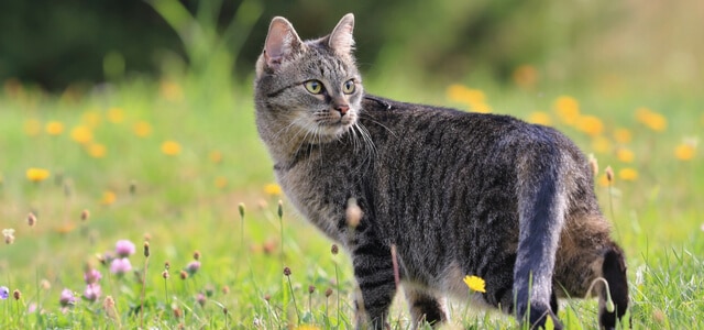 Katze wandert sicheren durch Garten