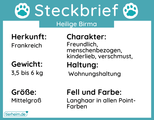 Steckbrief Heilige Birma