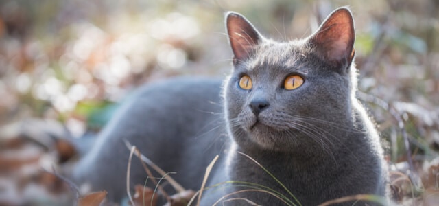 Kartäuser Katze liegt in Natur