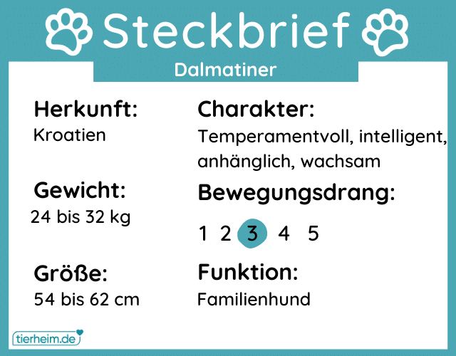 Steckbriefe Dalmatiner