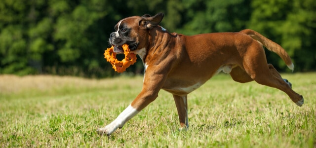 Aktiver Deutscher Boxer