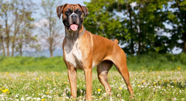 Deutscher Boxer auf Wiese