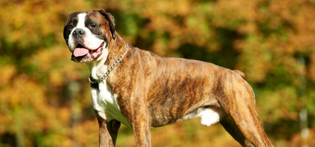 Deutscher Boxer im Freien