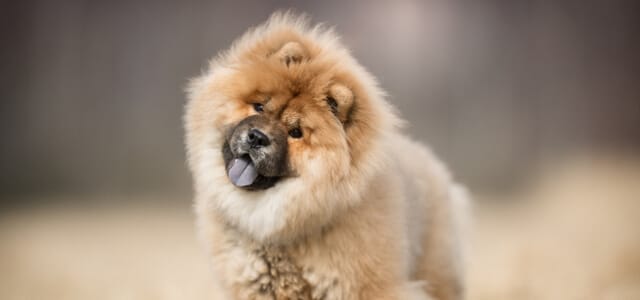 Chow Chow Welpe