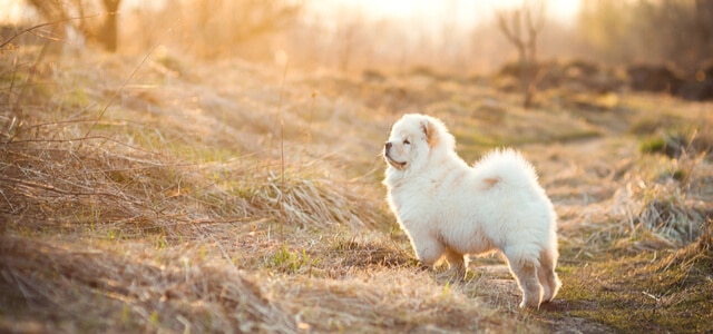 Chow Chow im Wald