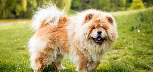 Chow Chow auf Wiese