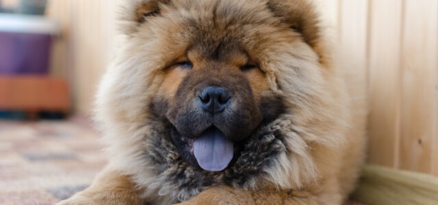 Chow Chow liegt auf Boden