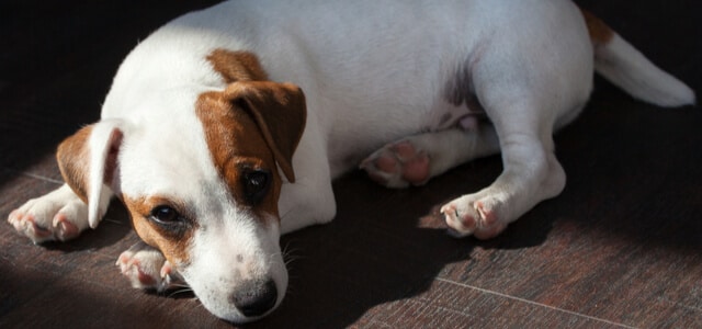 Jack Russel liegt traurig