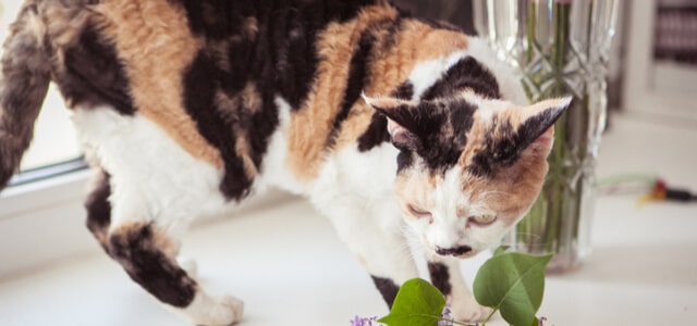 German Rex Katze auf Fensterbank