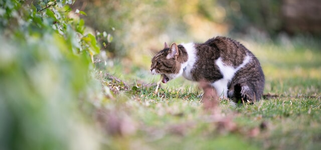 Katze erbricht auf Wiese