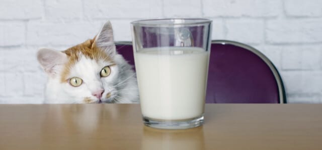 Katze schaut auf ein Glas Milch