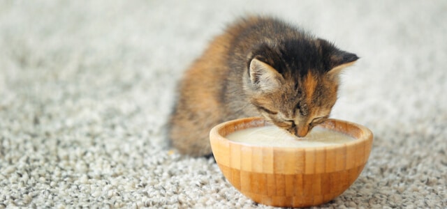 Kitten trinkt Katzenmilch aus großer Schale