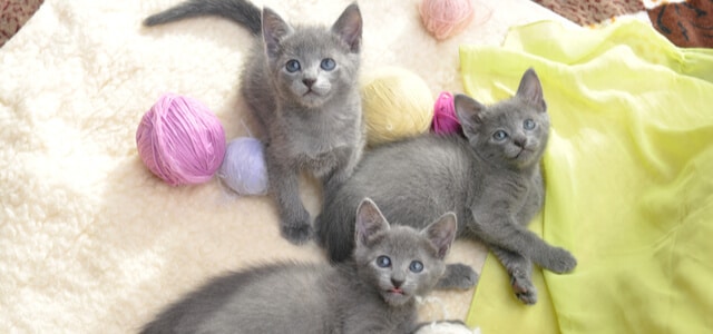 Russisch Blau Kitten