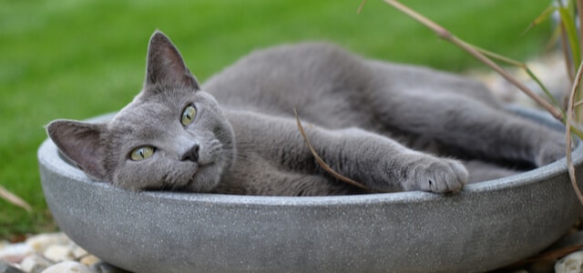 Russisch Blau liegt im Garten