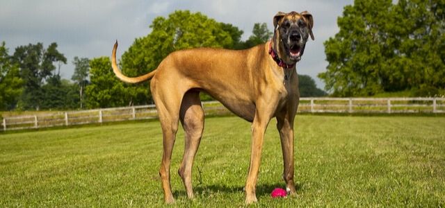 Deutsche Dogge auf Wiese