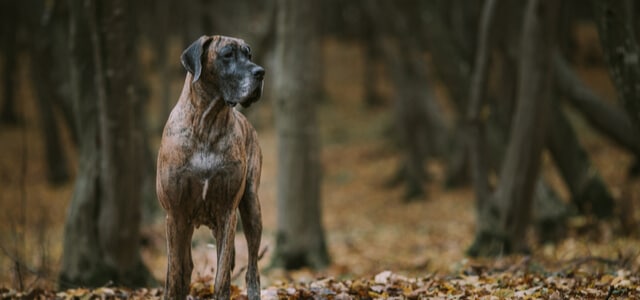 Deutsche Doggen im Wald