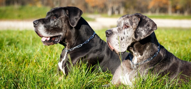 Zwei Deutsche Doggen liegen im Gras