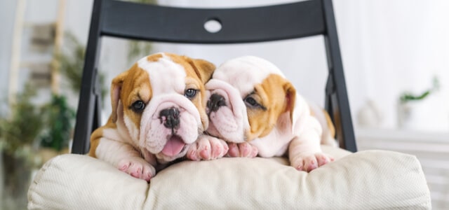 Englische Bulldoggen Welpen