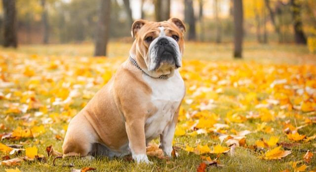 Englische Bulldogge sitzt auf Wiese