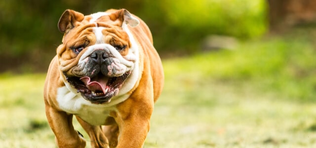 Aktive Englische Bulldogge