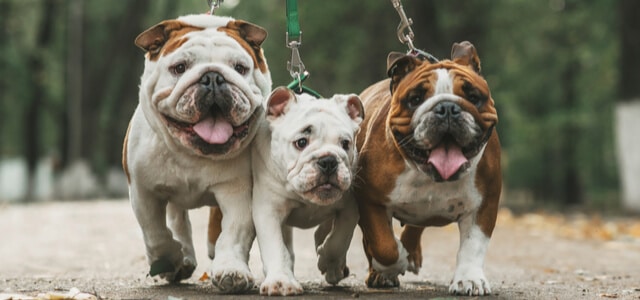 mehrere Englische Bulldoggen gehen Gassi