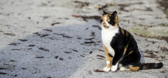 Entlaufen Katze