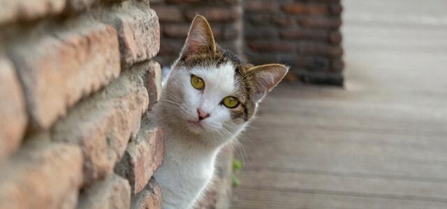 Katze hat sich verlaufen