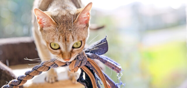 Katze mit Spielzeug im Mund