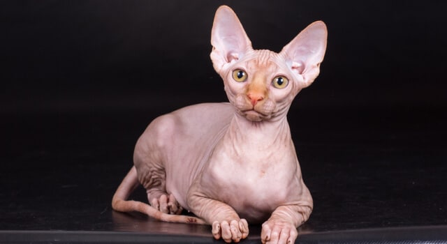 Sphynx Katze mit schwarzen Hintergrund