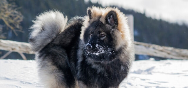 Eurasier im Schnee