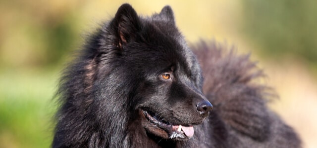 Schwarzer Eurasier