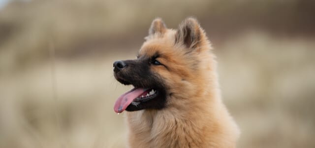 Eurasier im Profil