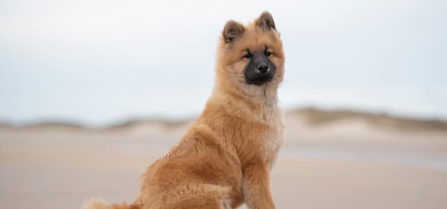 Eurasier am Strand