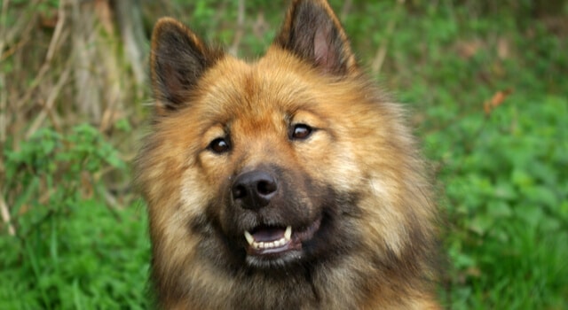 Eurasier Nahaufnahme