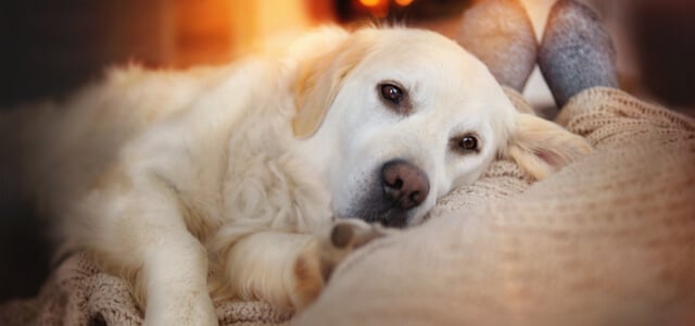 Kranker Labrador kuschelt mit Besitzer