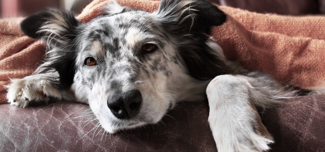 Kranker Hund unter Decke