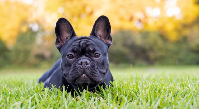 Französische Bulldogge auf Wiese