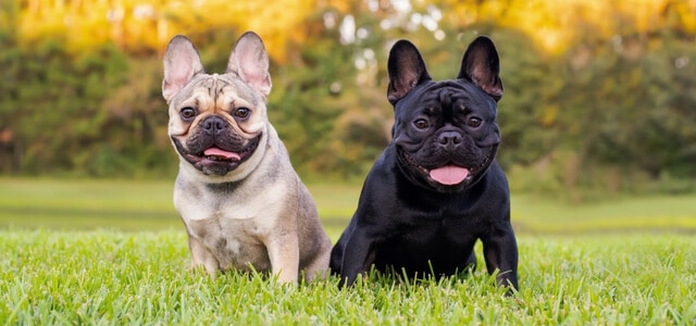 Zwei Französische Bulldogge